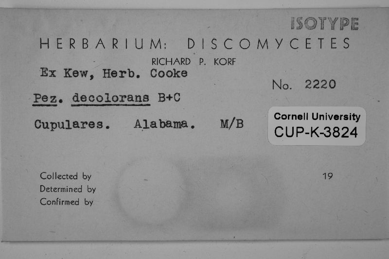 Ombrophila decolorans image