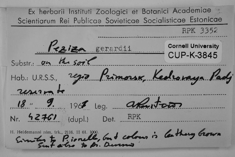 Peziza gerardii image