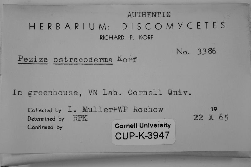 Peziza ostracoderma image