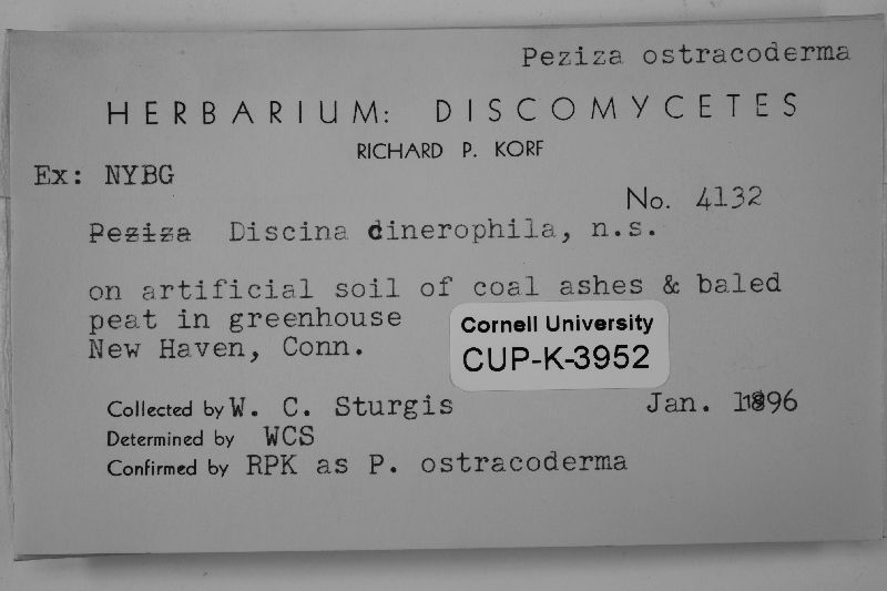 Peziza ostracoderma image