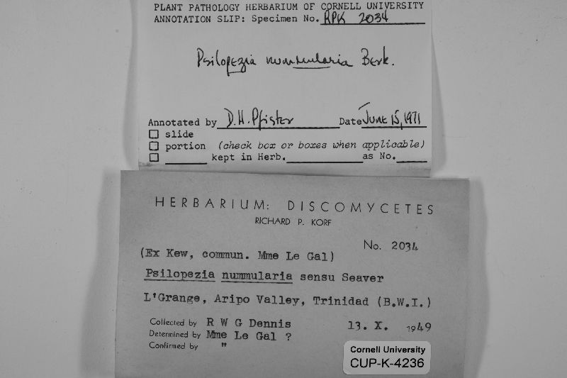 Psilopezia image