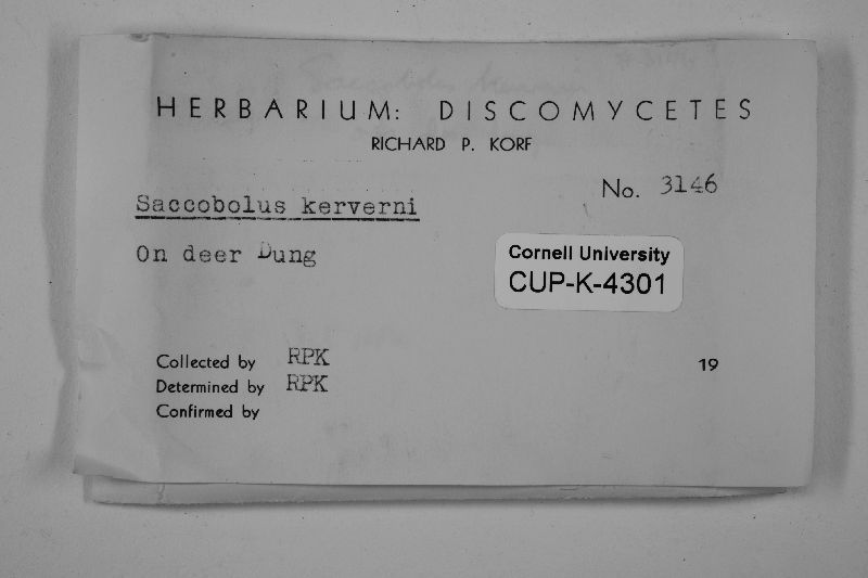 Saccobolus glaber image