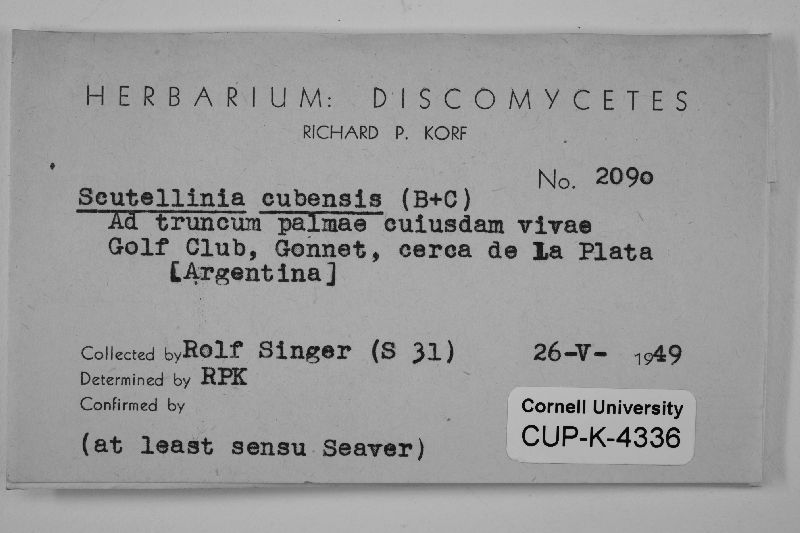 Scutellinia cubensis image