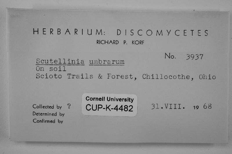 Scutellinia umbrorum image