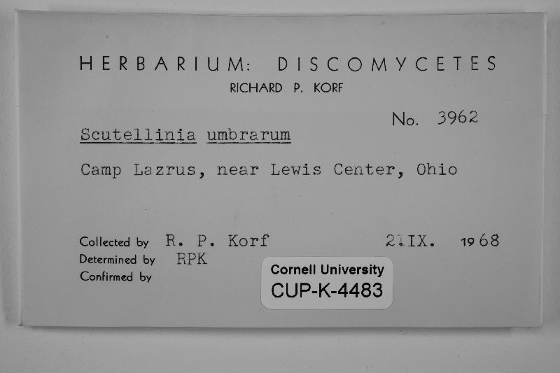 Scutellinia umbrorum image