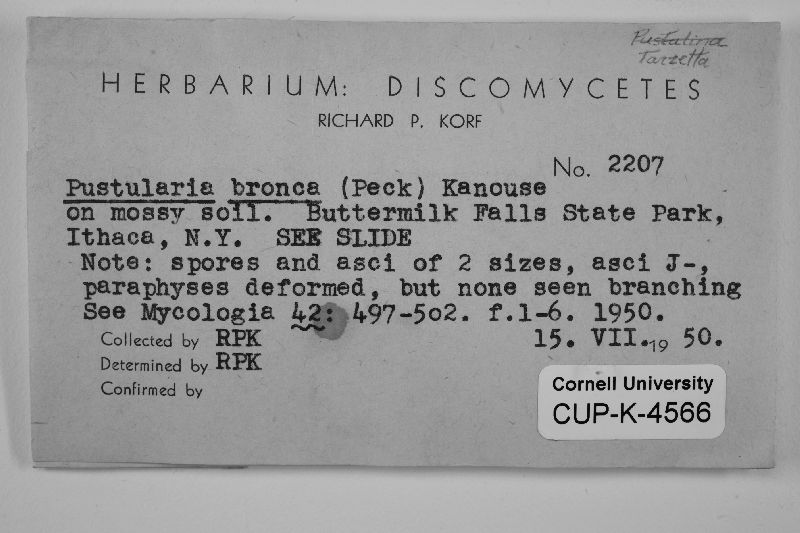 Tarzetta bronca image
