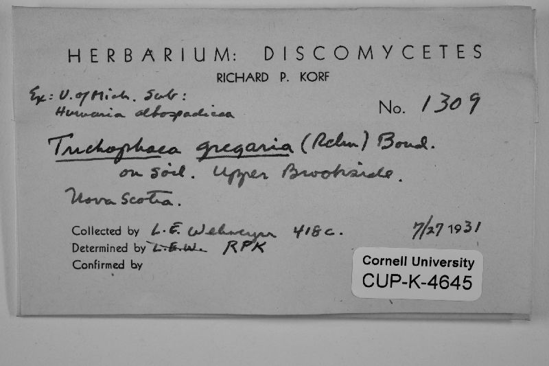 Trichophaea gregaria image