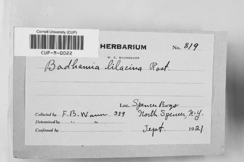 Badhamia lilacina image