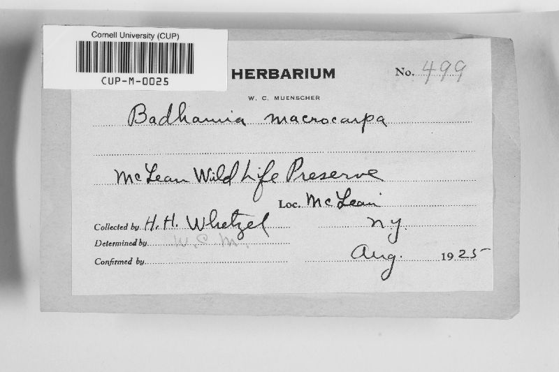 Badhamia macrocarpa image