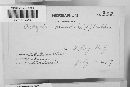 Arcyria denudata image
