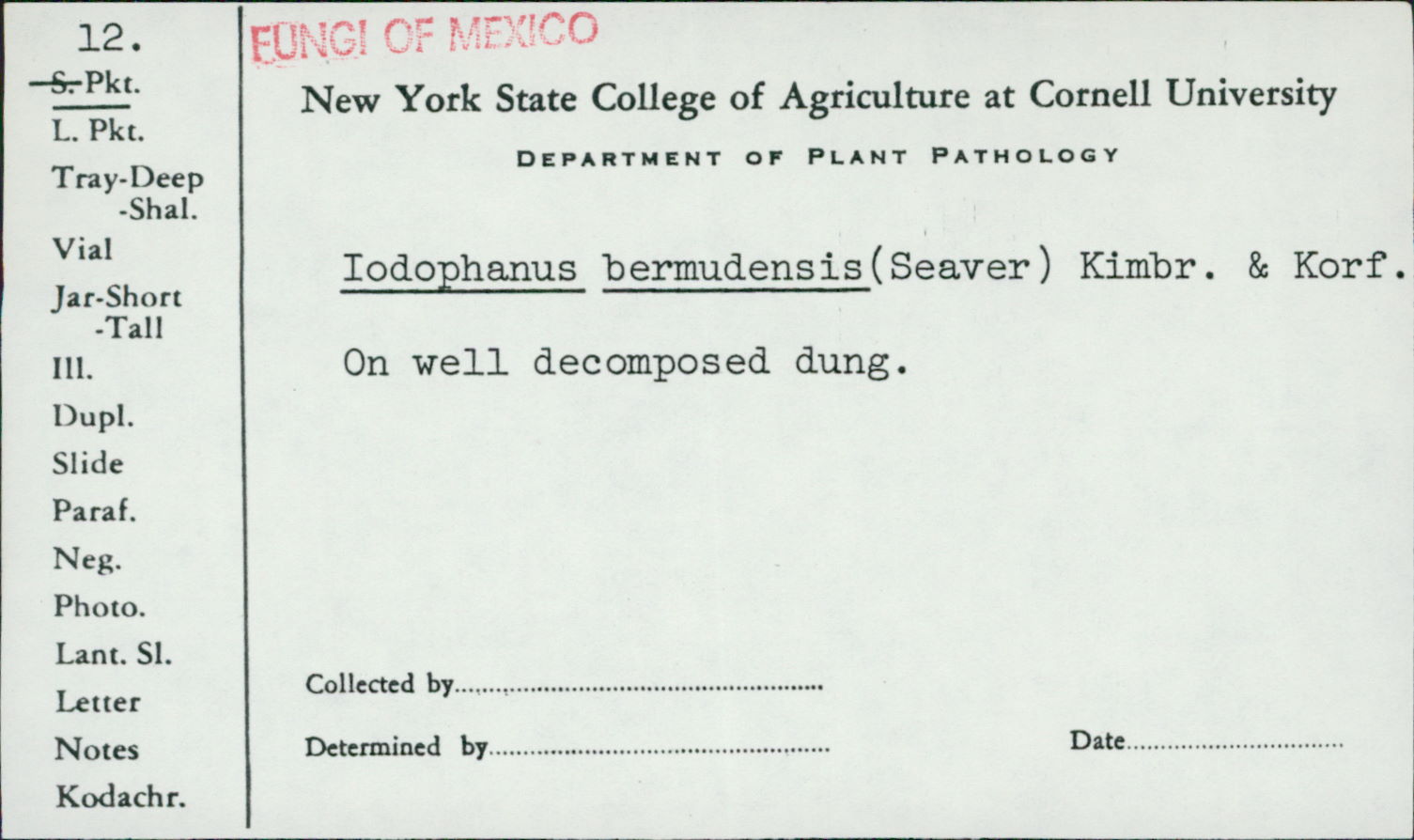 Iodophanus bermudensis image