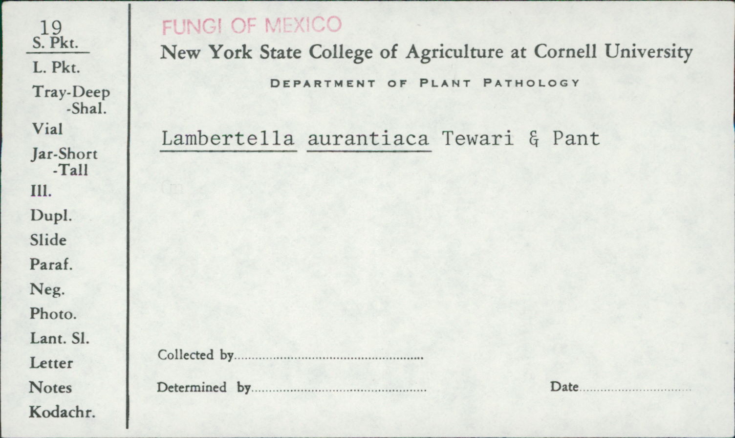 Lambertella aurantiaca image