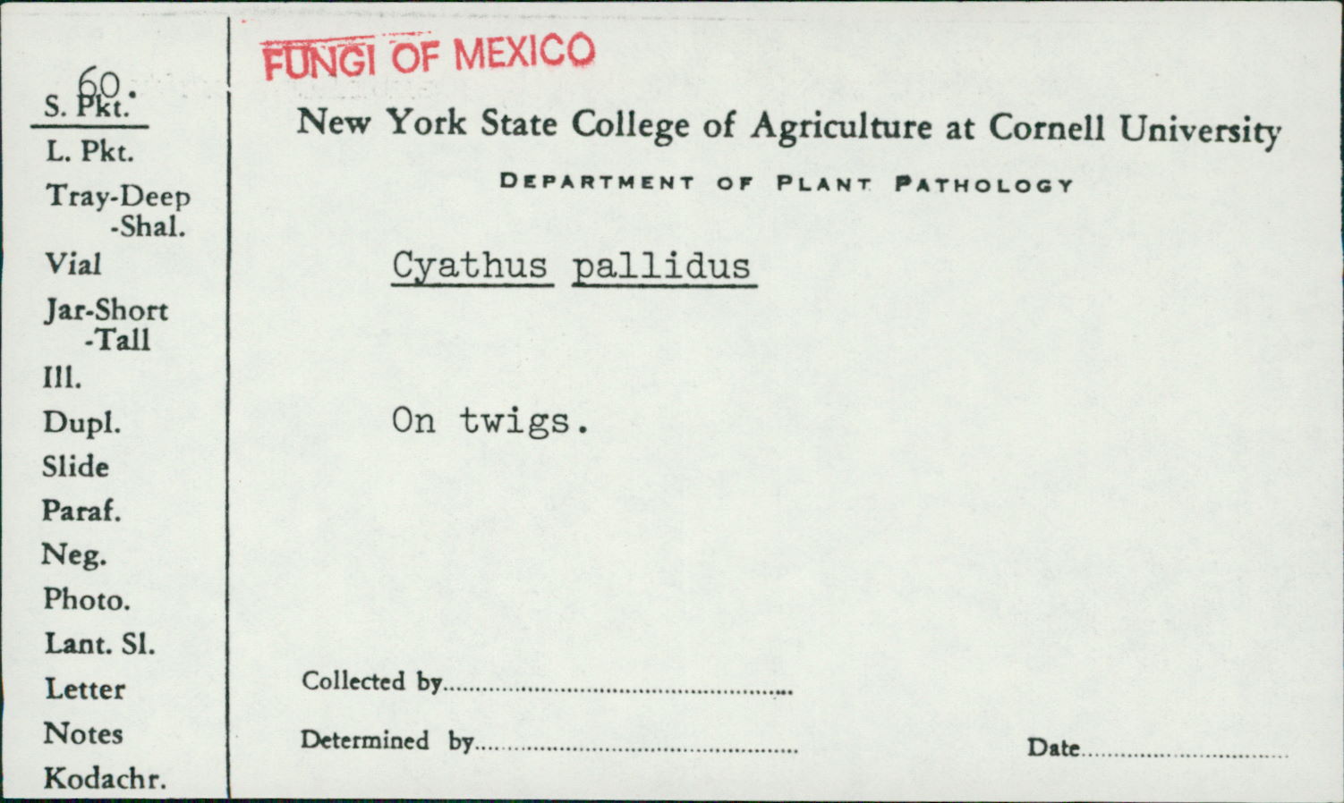 Cyathus pallidus image