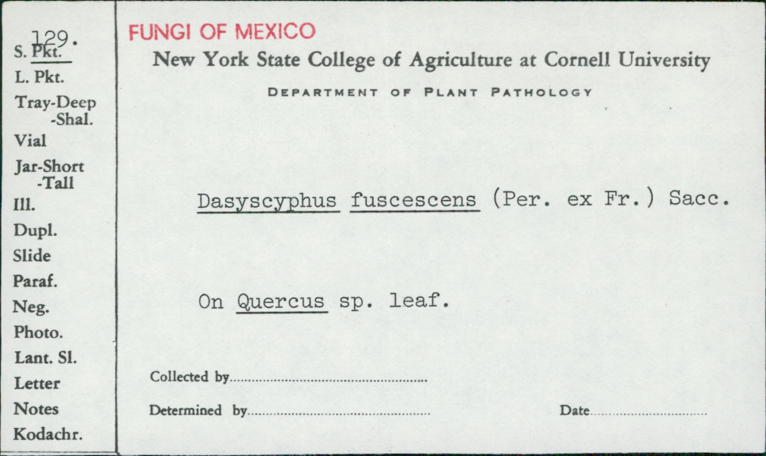 Dasyscyphus fuscescens image