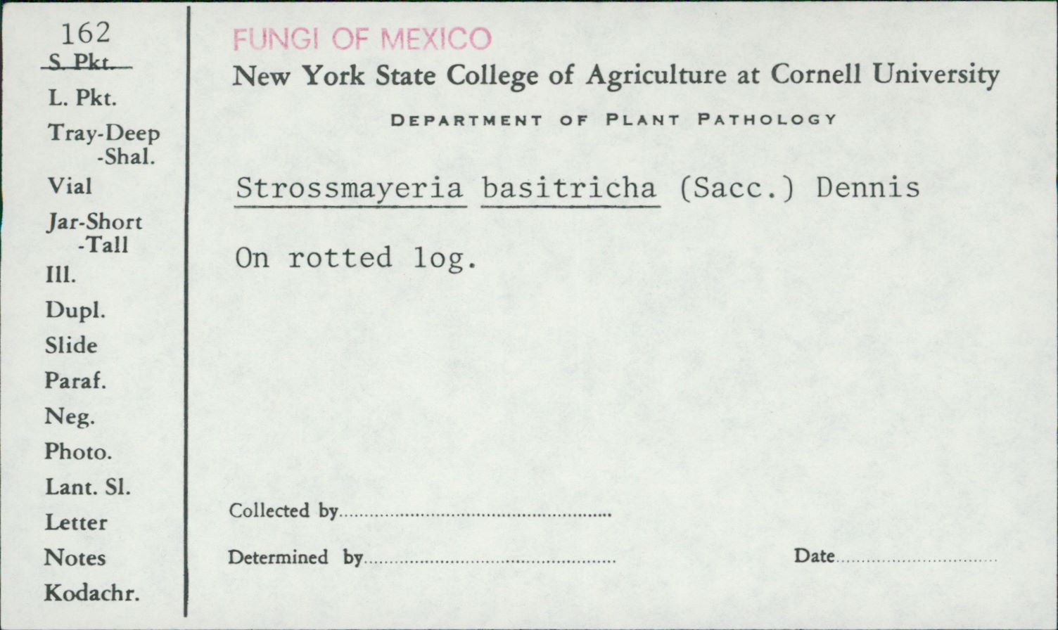 Strossmayeria basitricha image