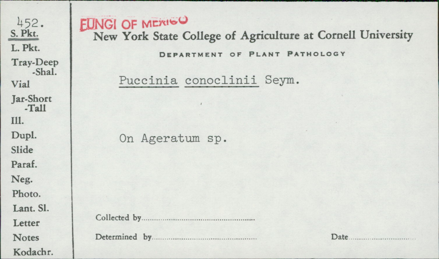Puccinia conoclinii image