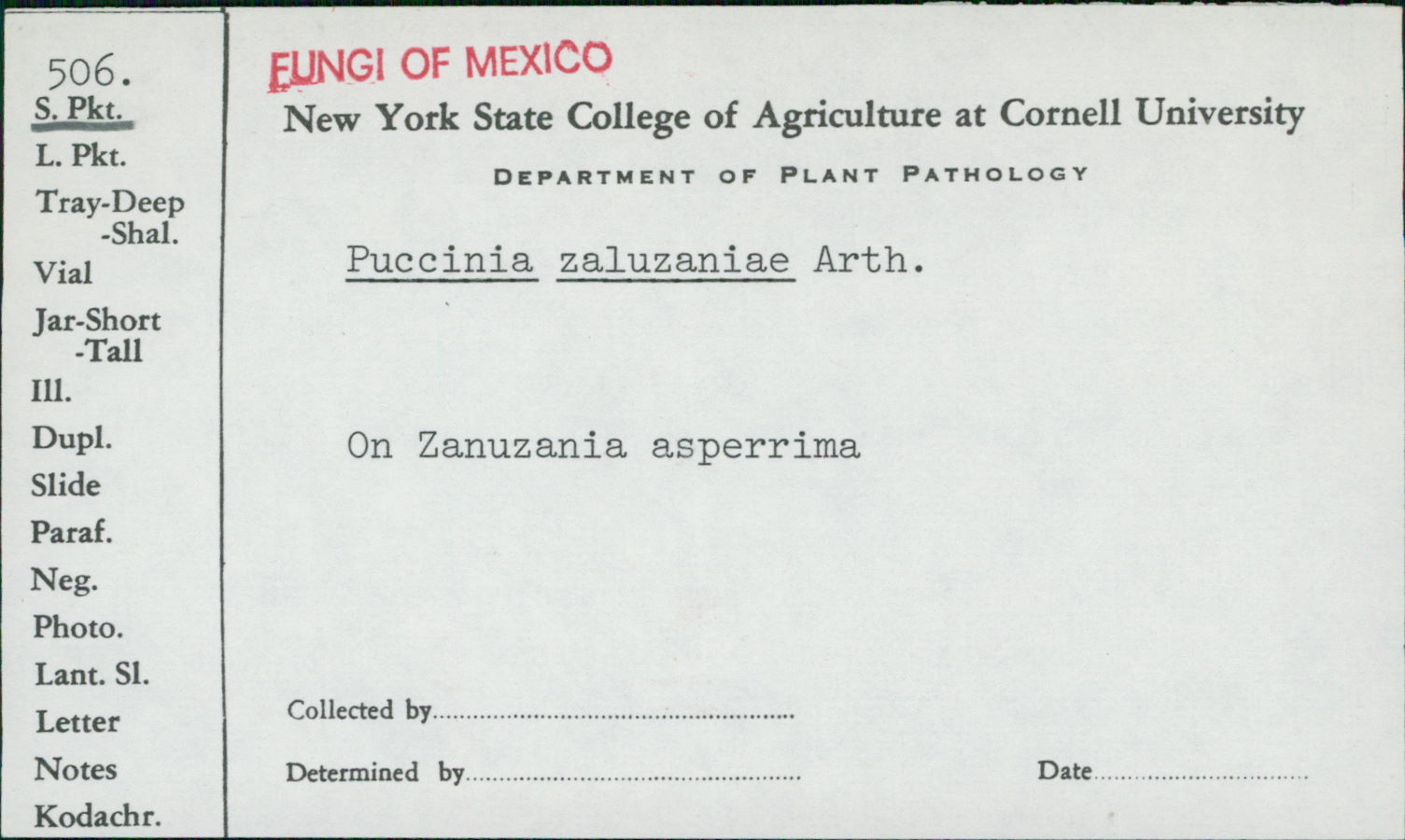 Puccinia zaluzaniae image