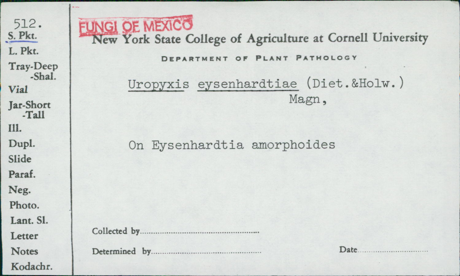 Uropyxis eysenhardtiae image