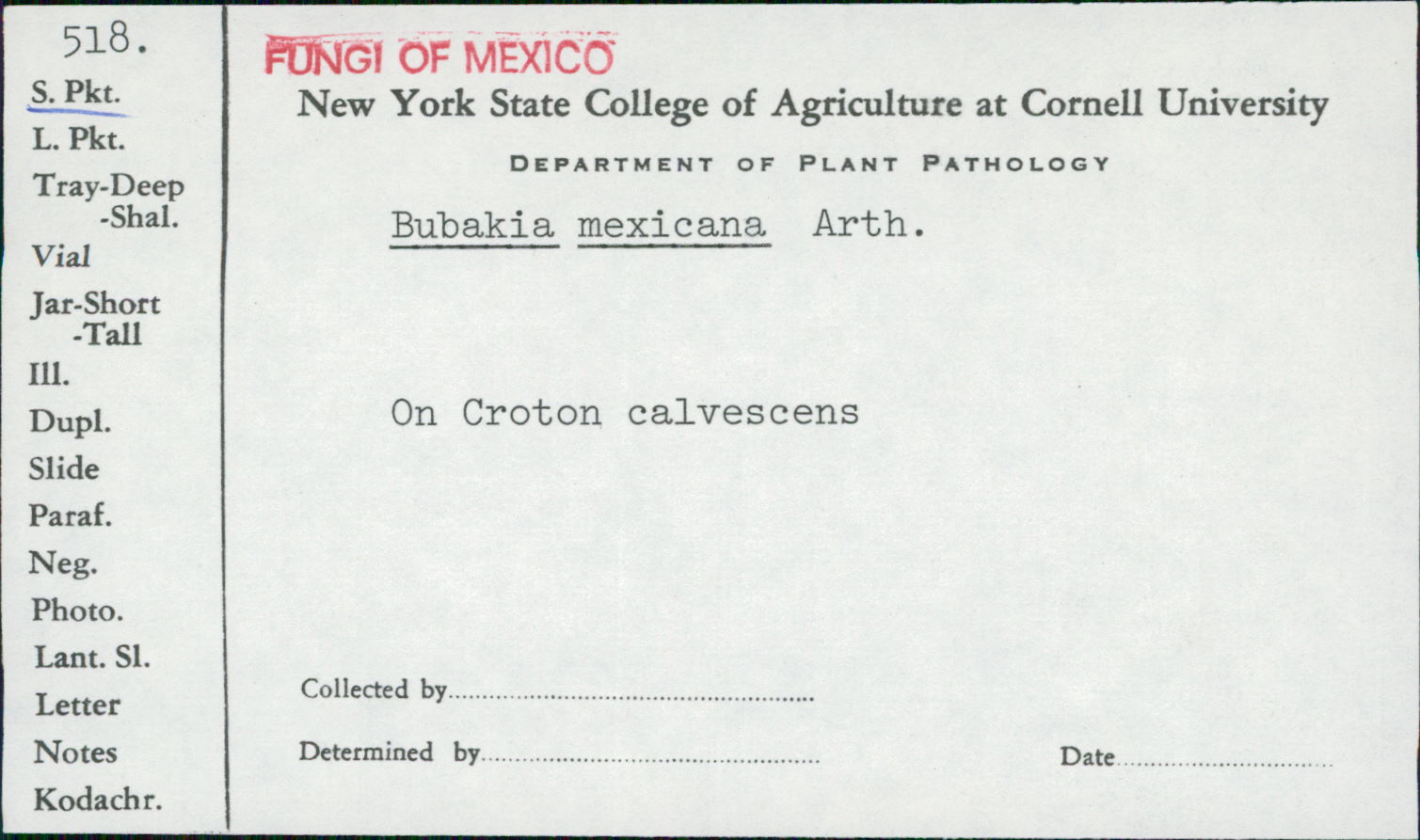 Bubakia mexicana image