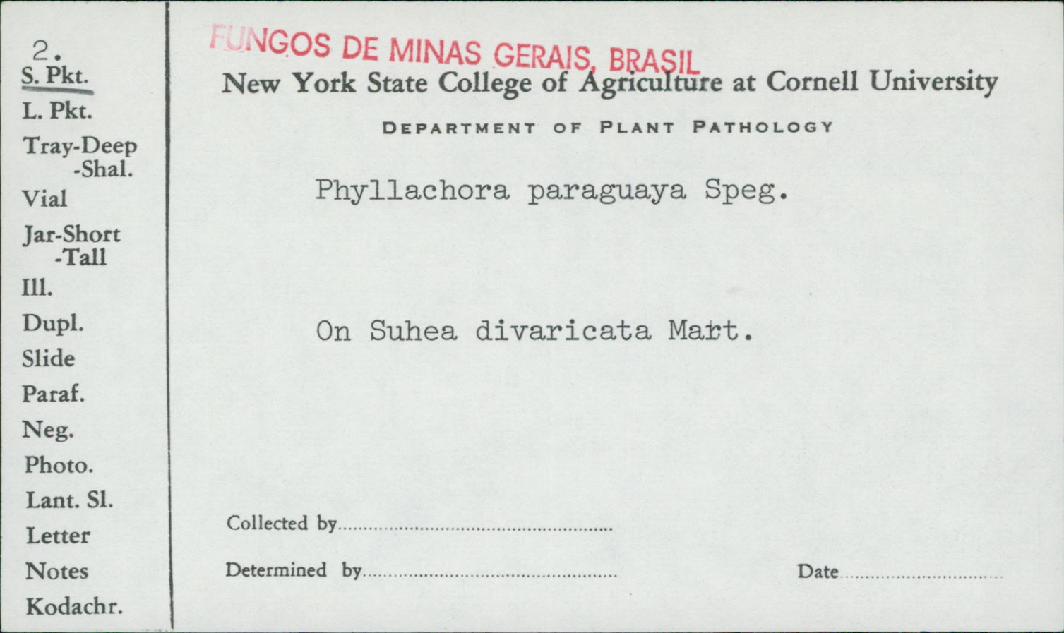 Phyllachora paraguaya image