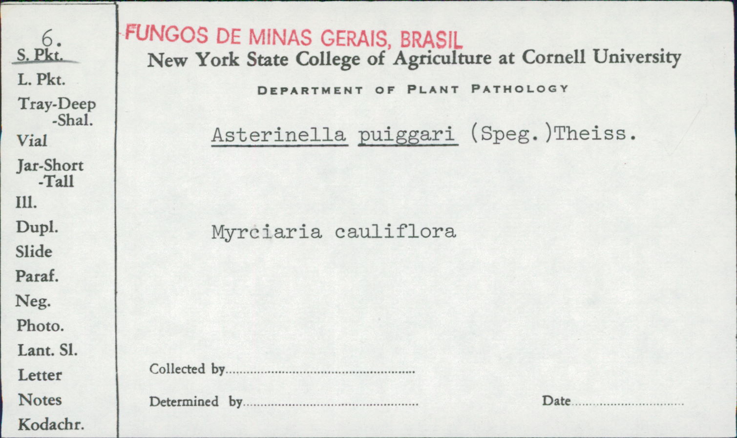 Asterinella image