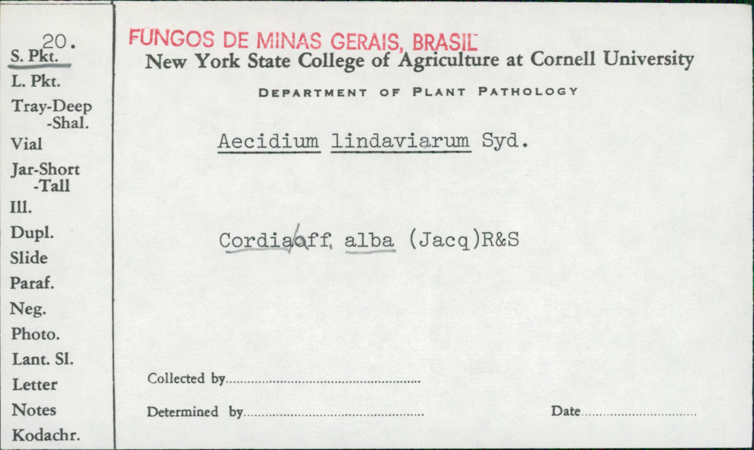 Aecidium lindavianum image