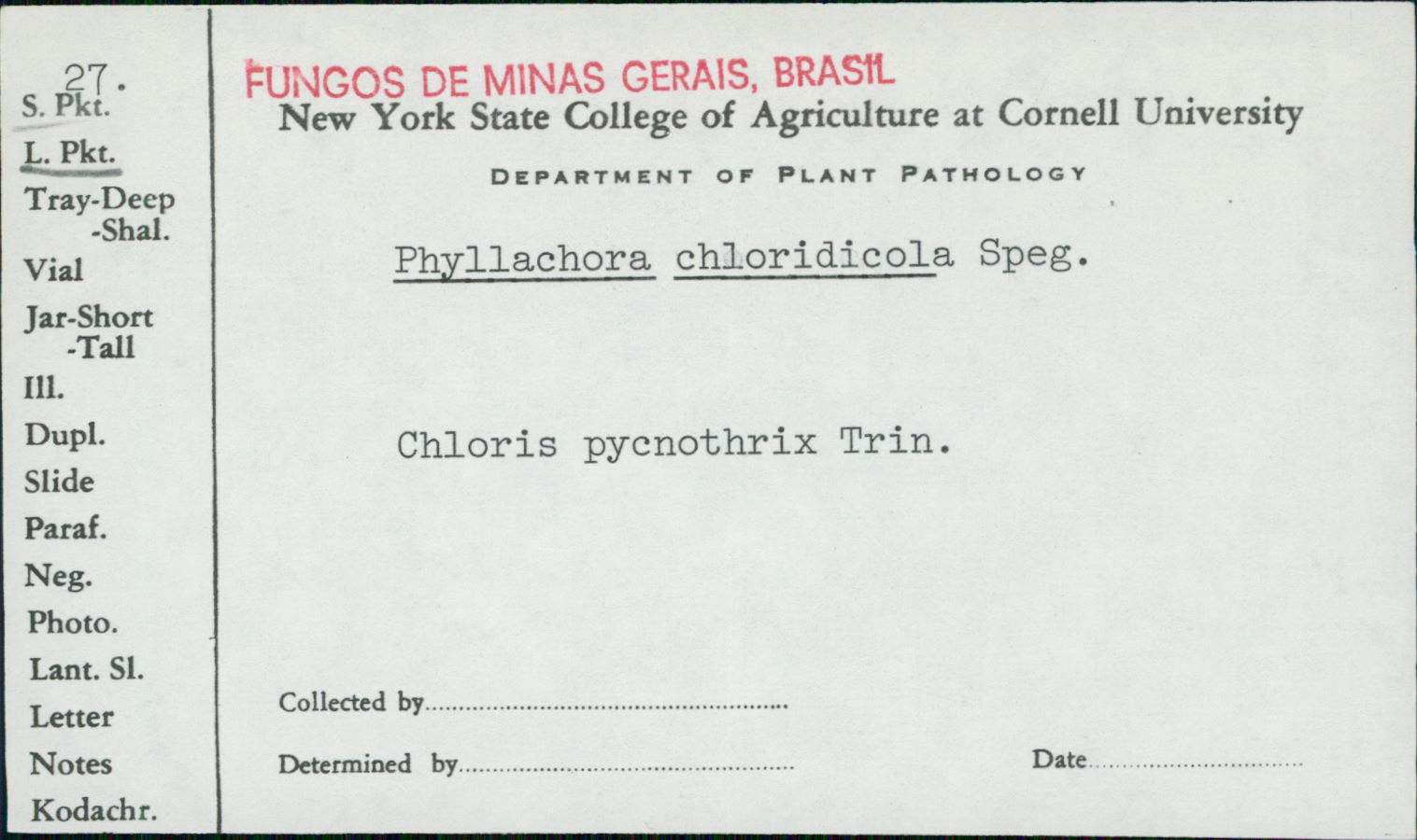 Phyllachora chloridicola image