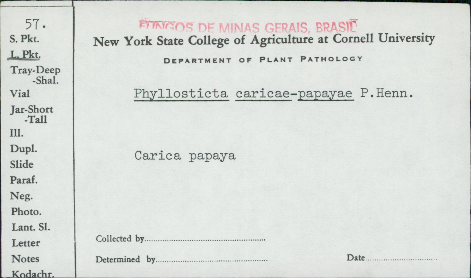 Phyllosticta caricae image
