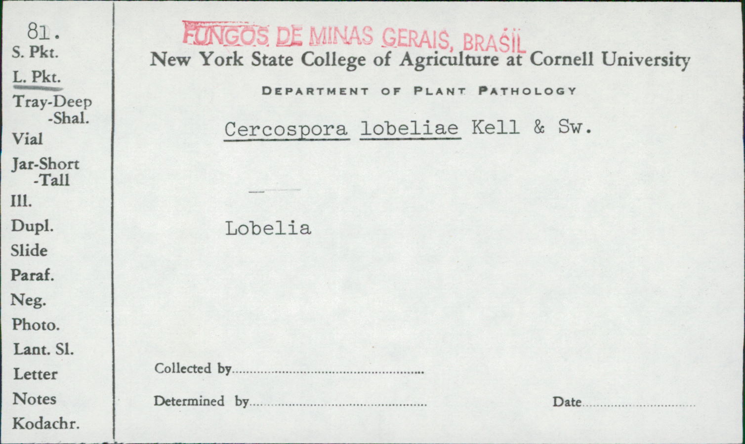 Cercospora lobeliae image