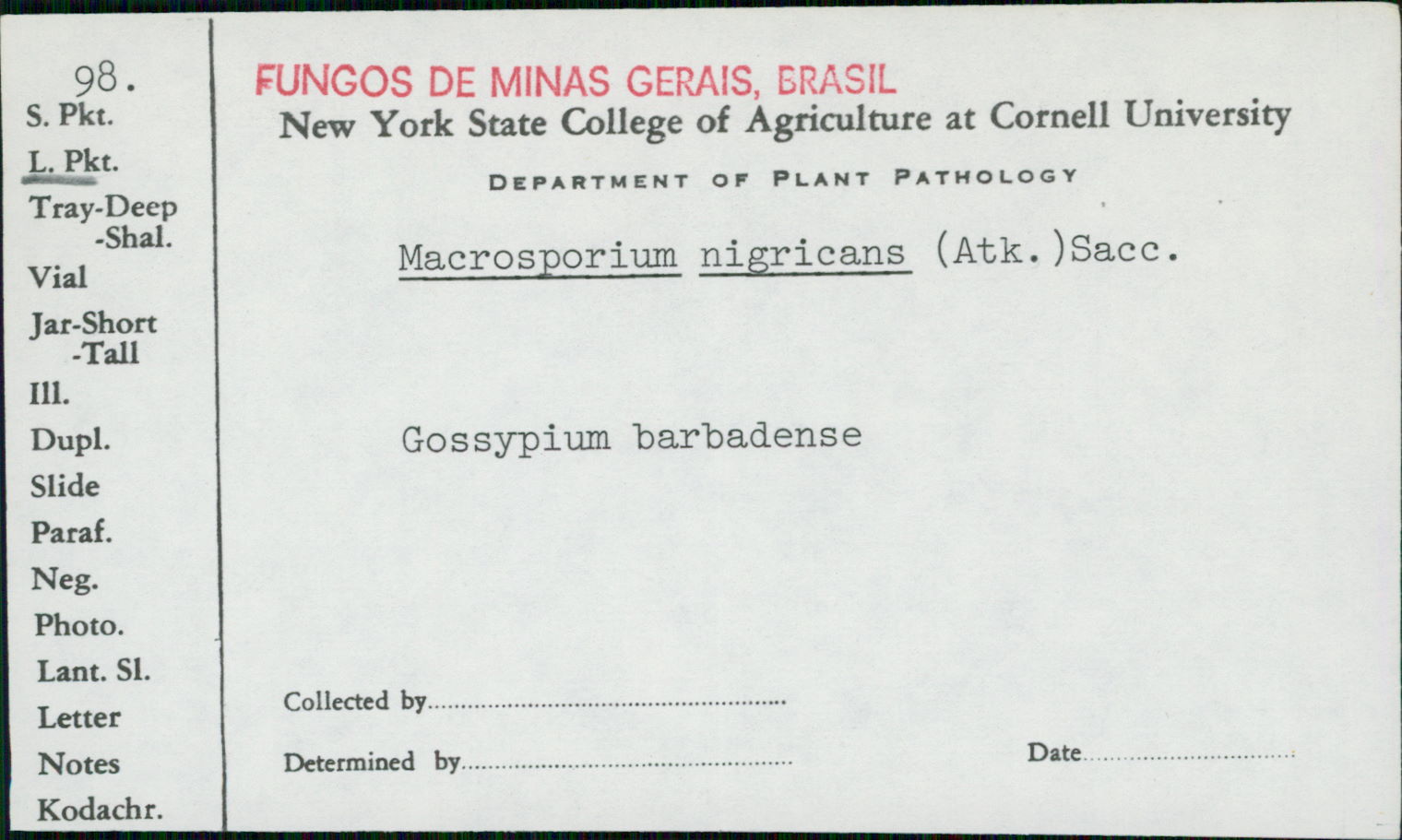 Macrosporium nigricans image