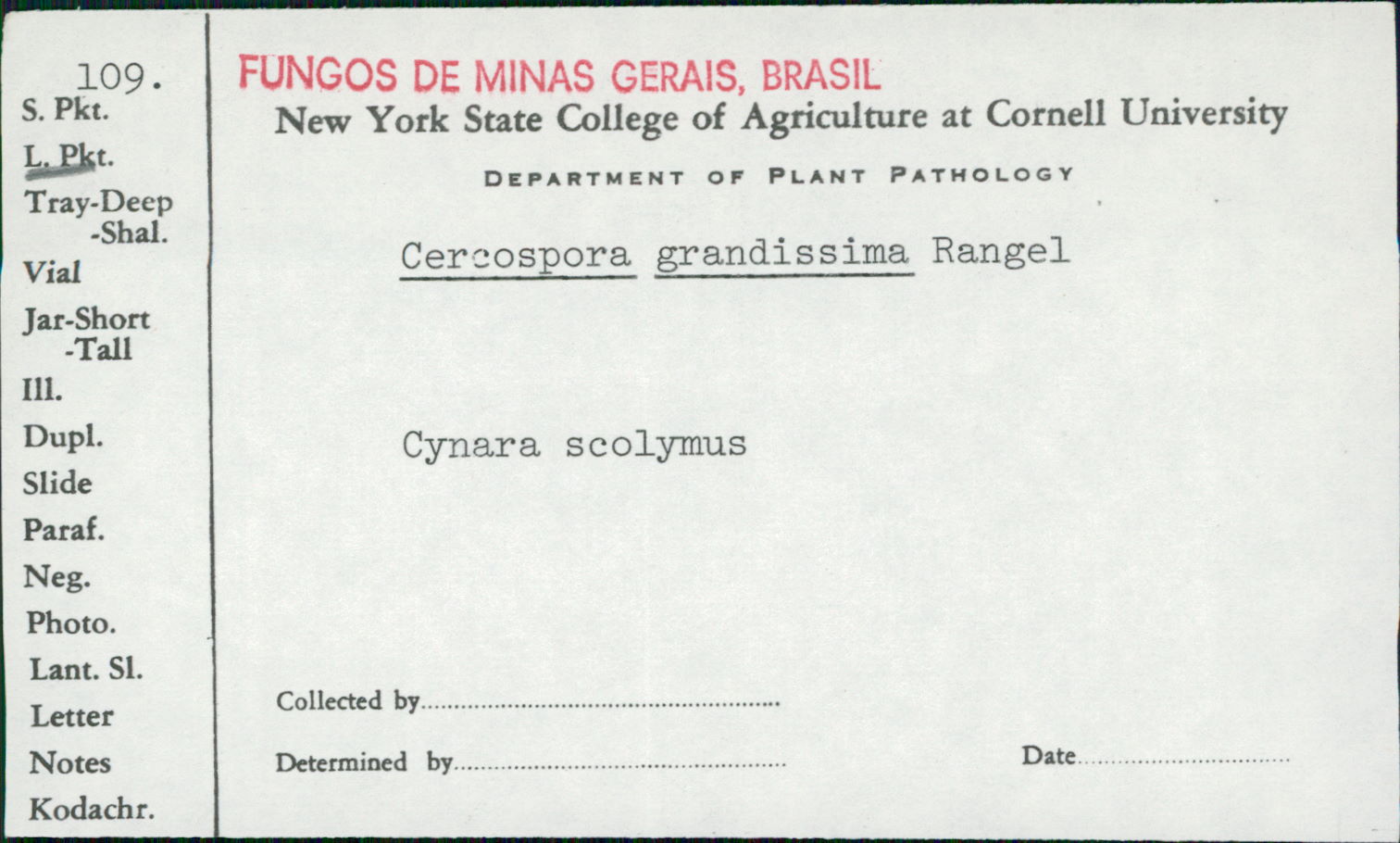 Cercospora grandissima image