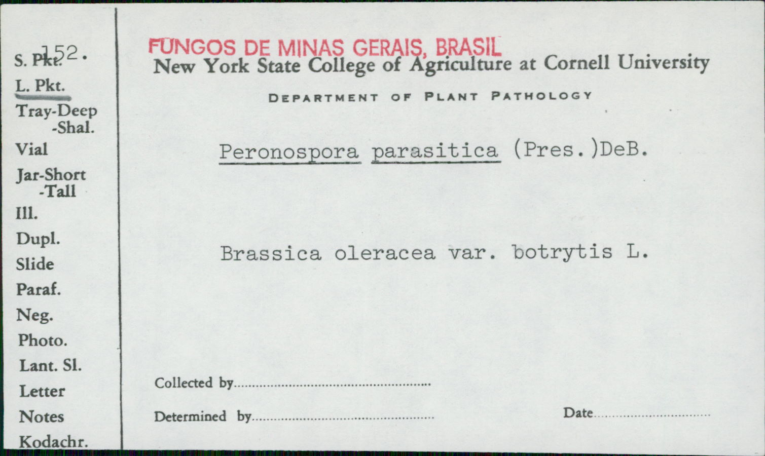 Peronosporaceae image