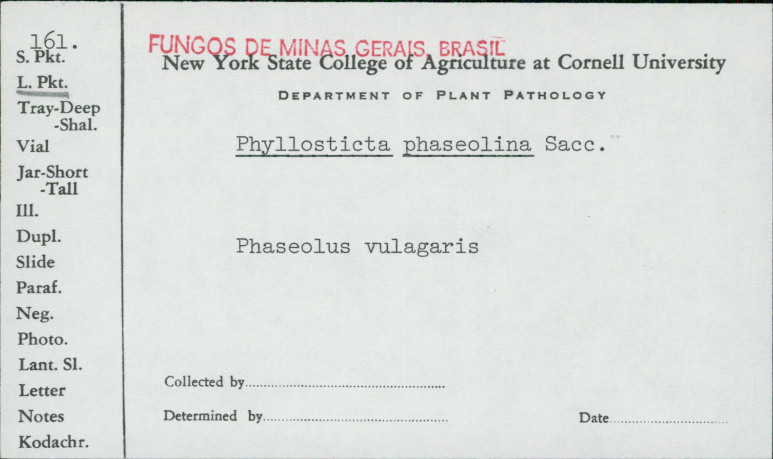Phyllosticta phaseolina image