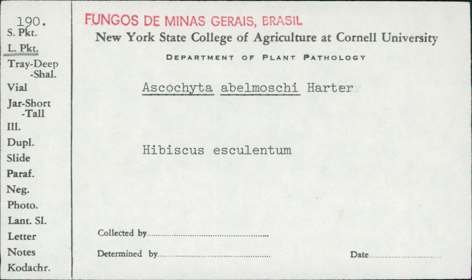 Ascochyta abelmoschi image
