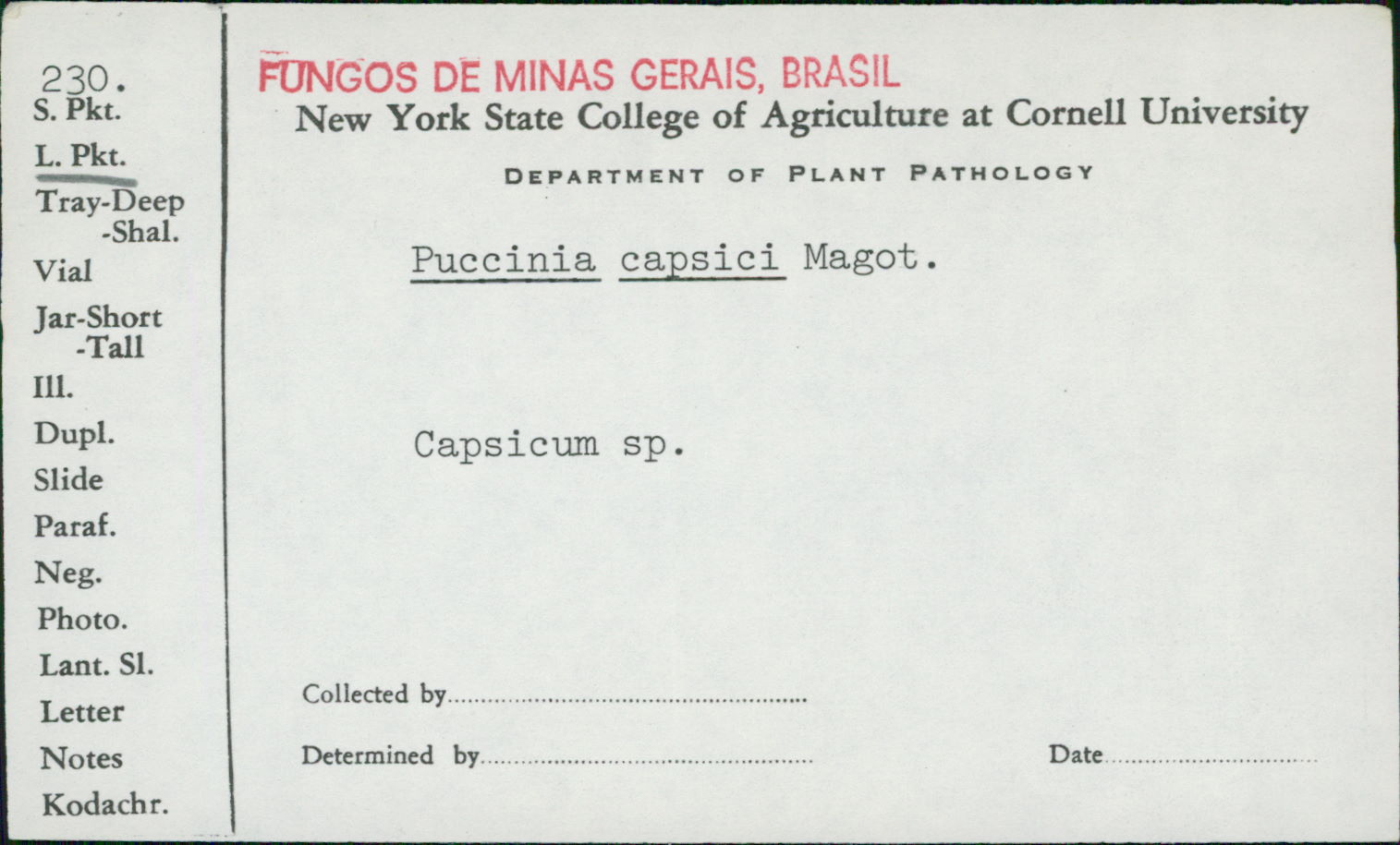 Puccinia capsici image