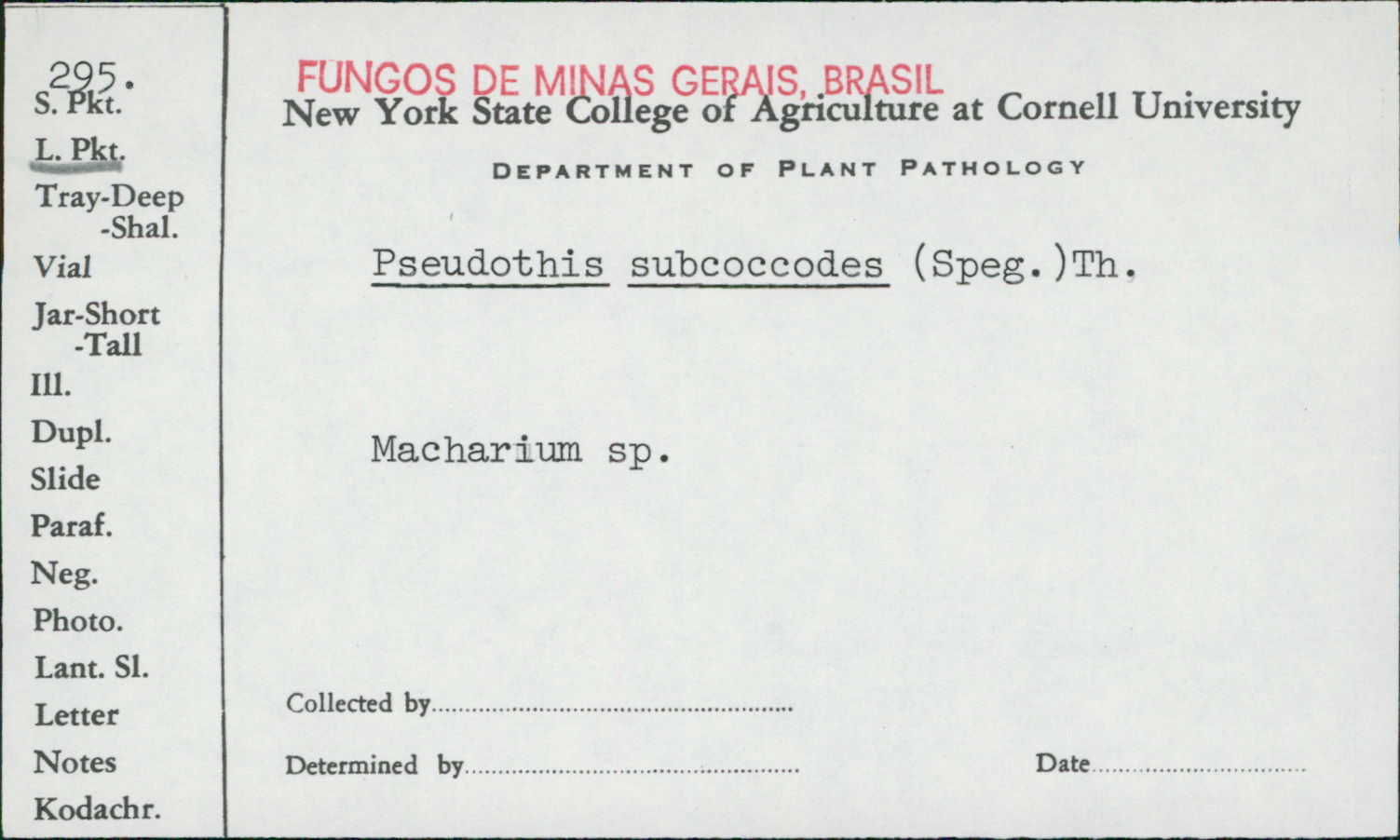 Pseudothis coccodes image