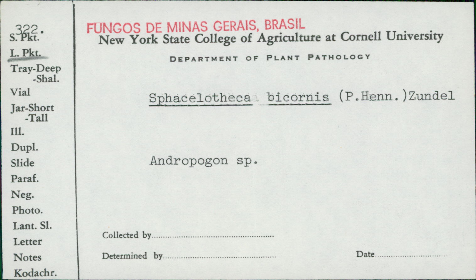 Sphacelotheca bicornis image