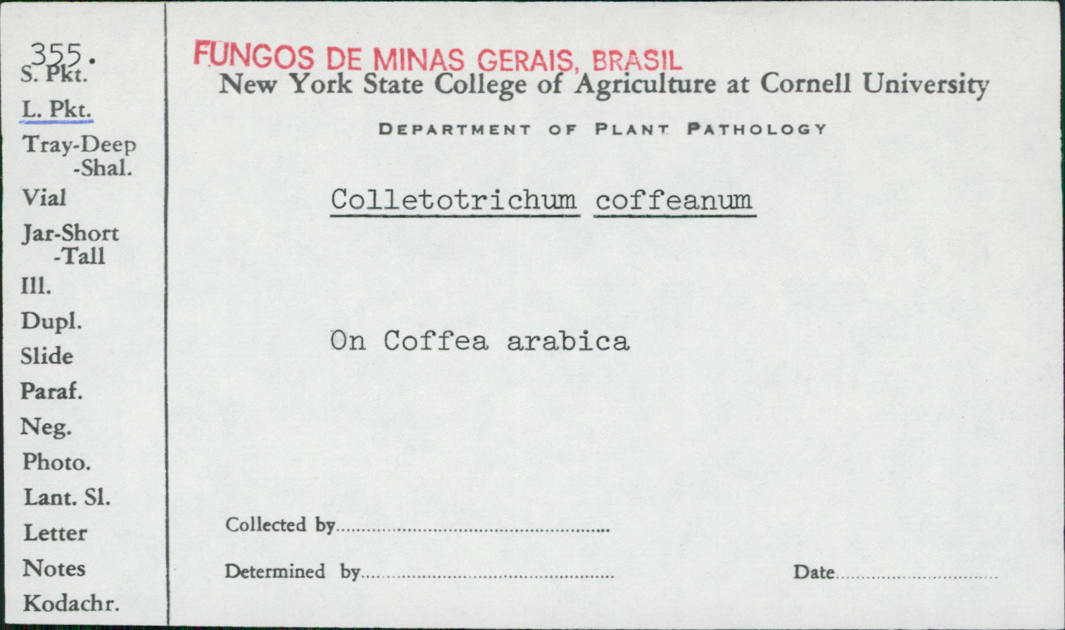 Colletotrichum coffeanum image