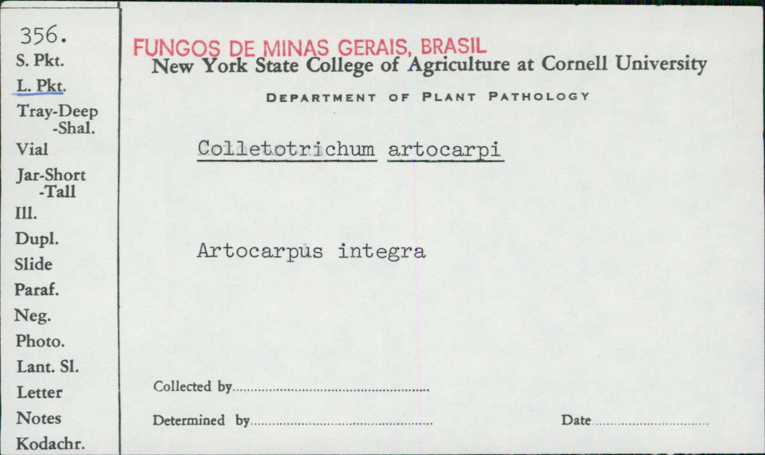 Colletotrichum artocarpi image