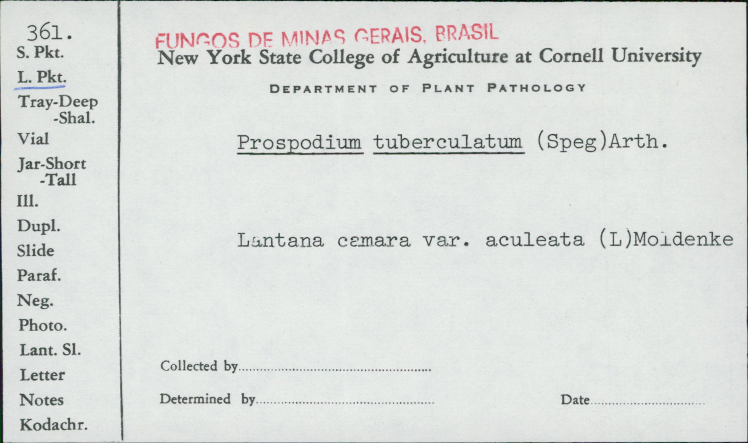 Prospodium tuberculatum image
