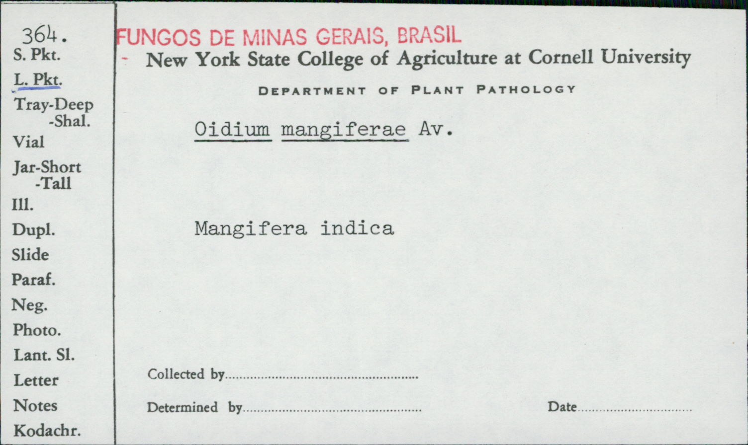 Oidium mangiferae image