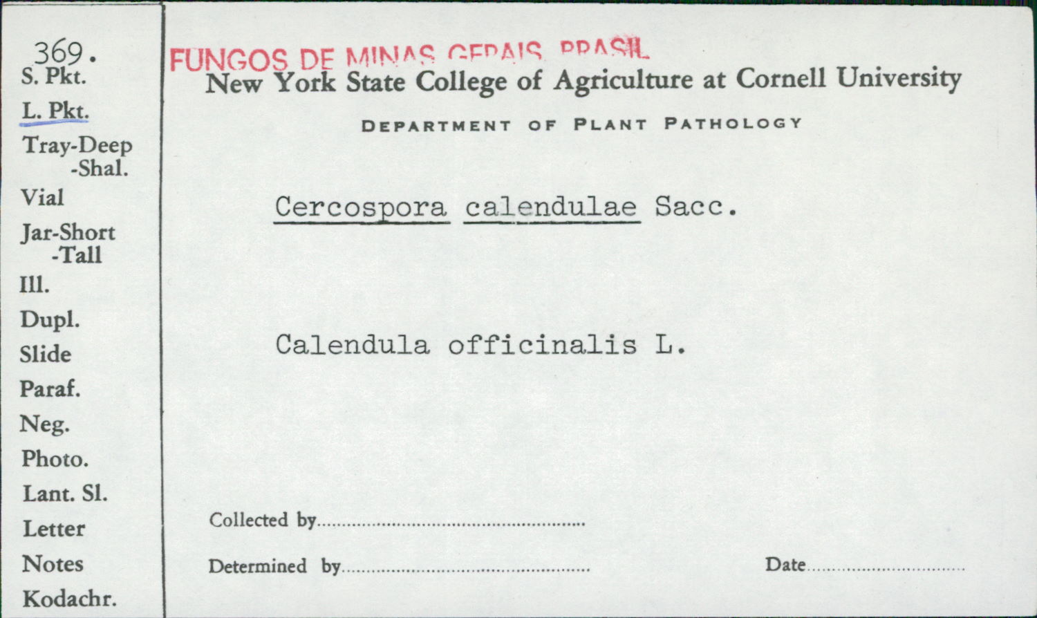 Cercospora calendulae image