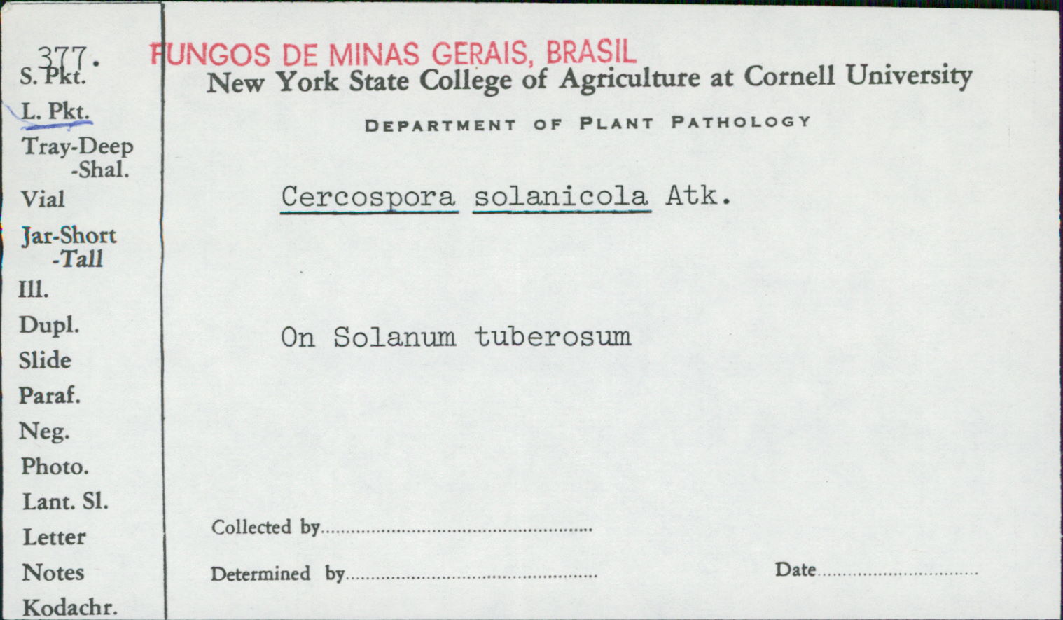 Cercospora solani image