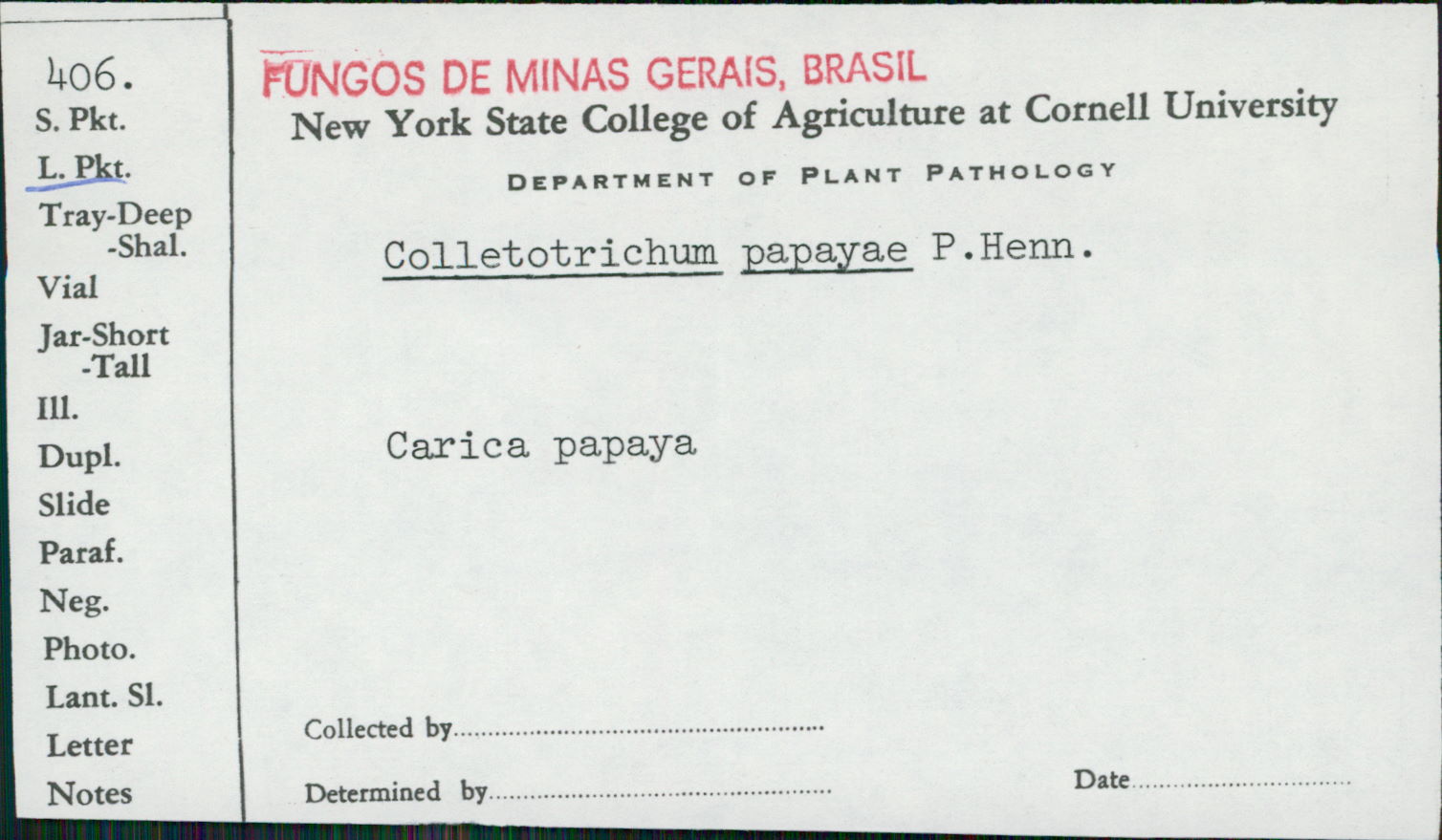 Colletotrichum papayae image