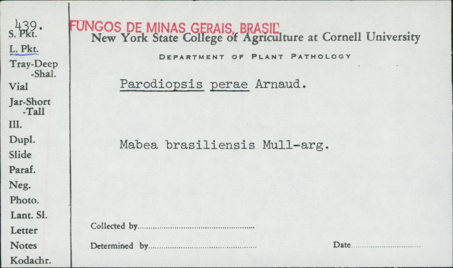 Parodiopsis perae image