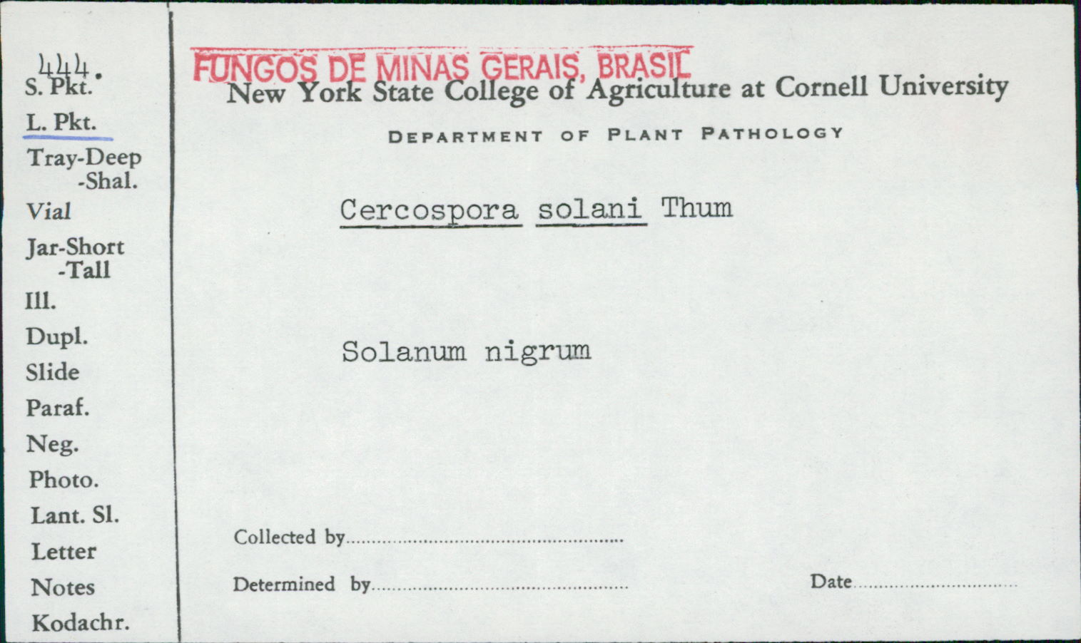 Cercospora solani image