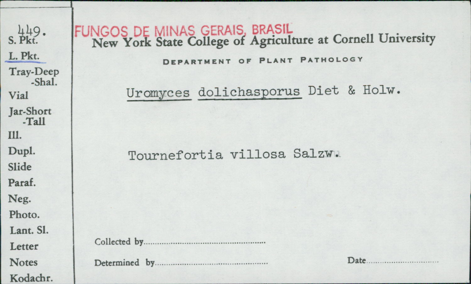 Uromyces dolichosporus image