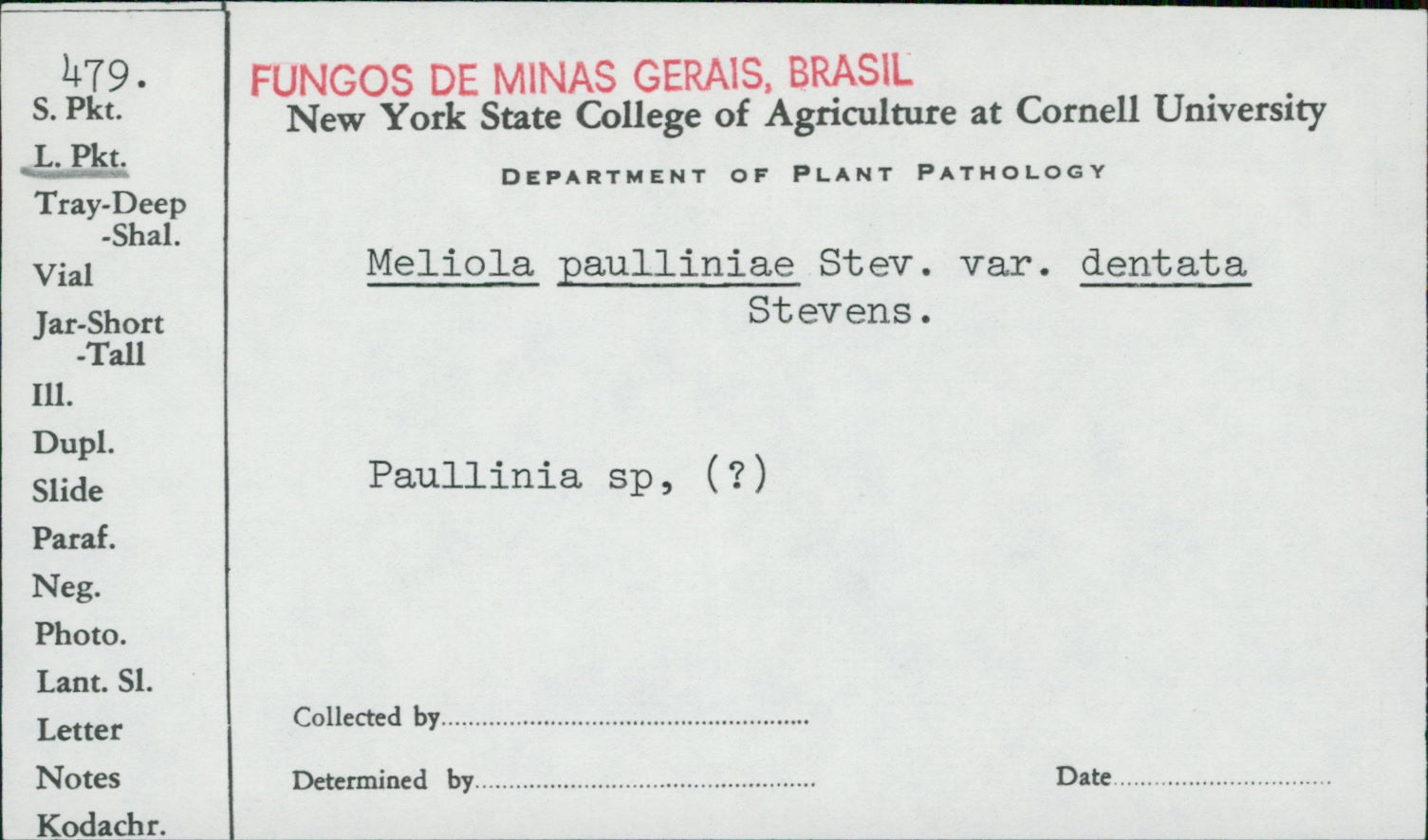 Meliola image