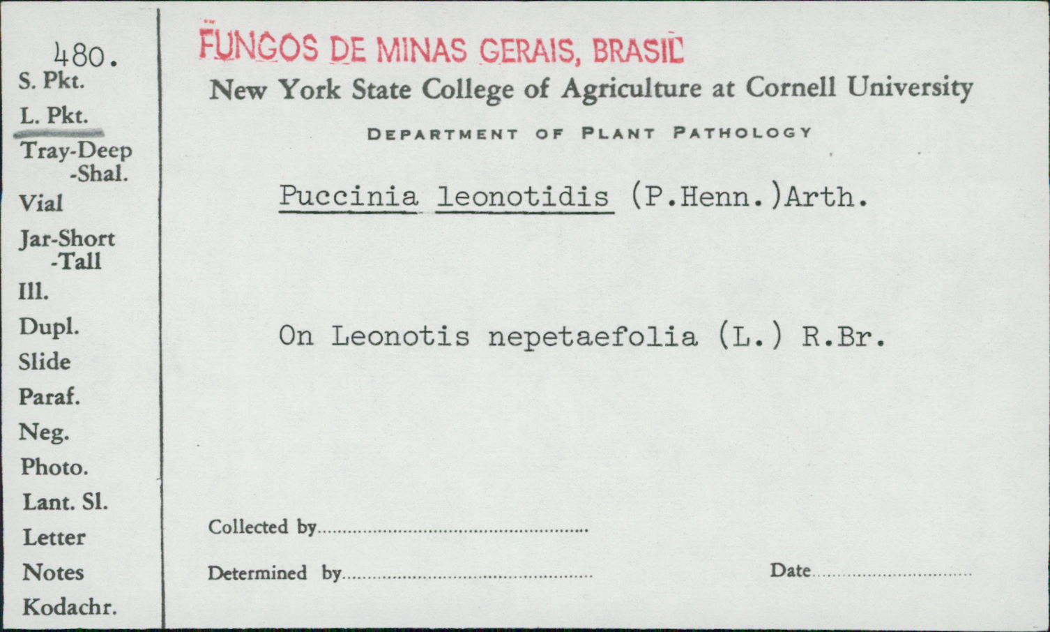 Puccinia leonotidis image