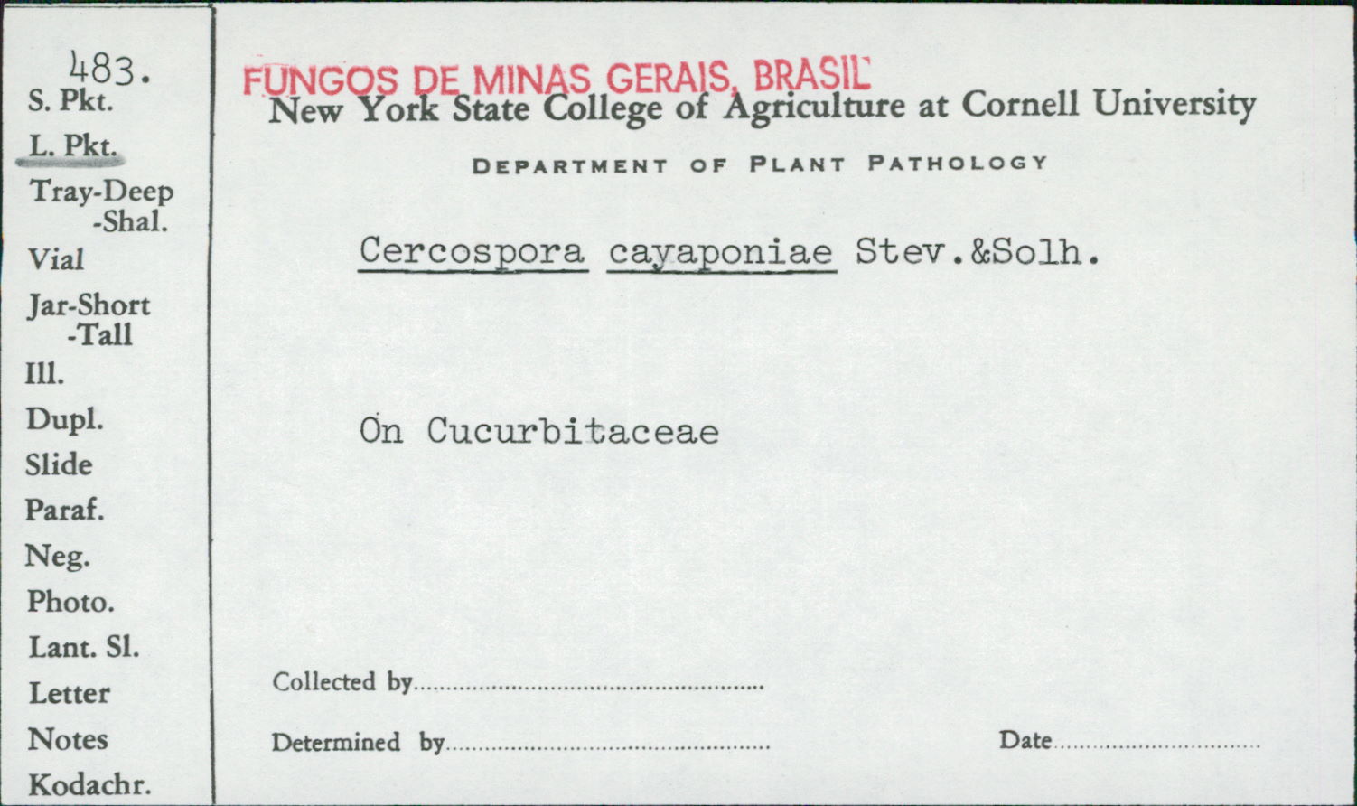 Cercospora cayaponiae image